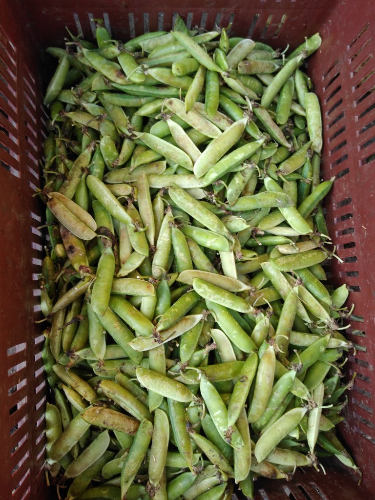 Alverja en vaina