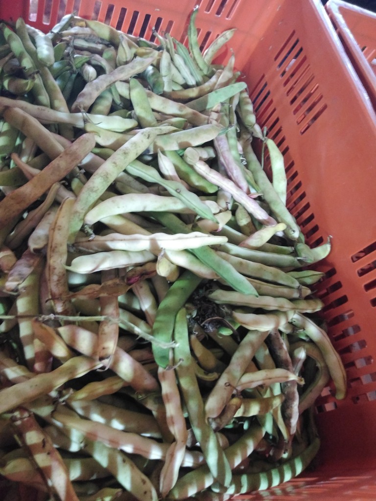 Frijol en vaina