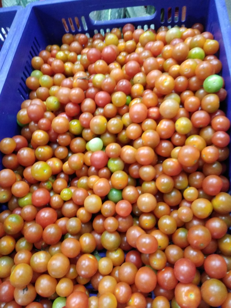 Tomate Cherry