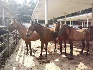 Caballos de trabajo