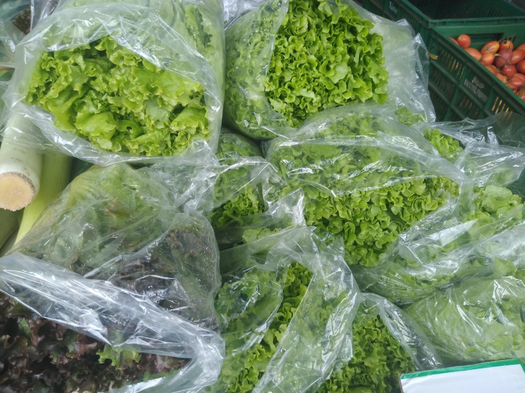Lechuga crespa hidropónica