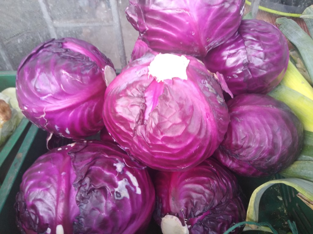 Repollo morado