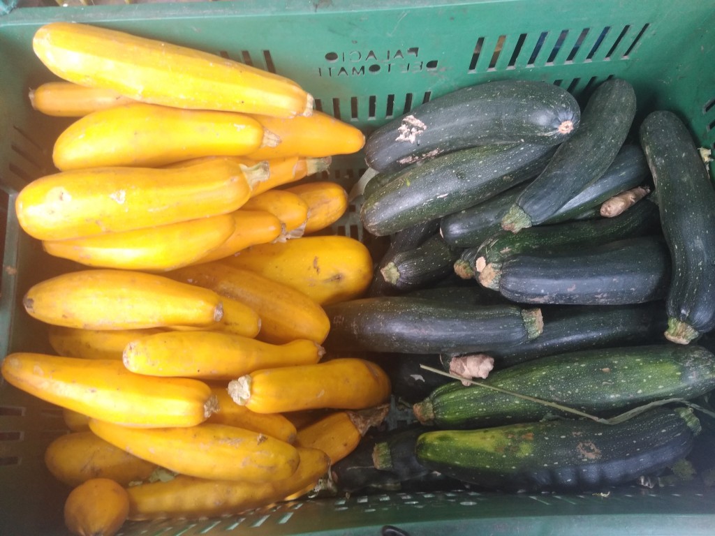 Zuccini