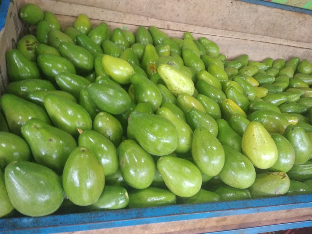 Aguacate papelillo 1ra