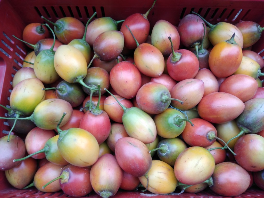 Tomate de árbol