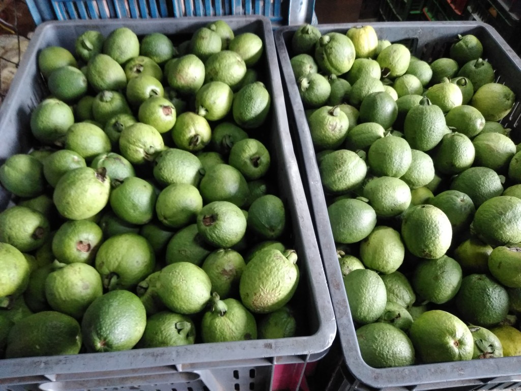 Guayaba agria 1ra