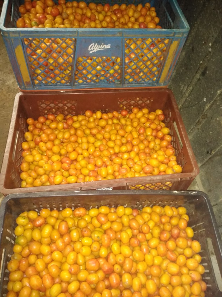 Ciruela - obo