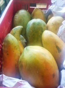 Papaya maradol