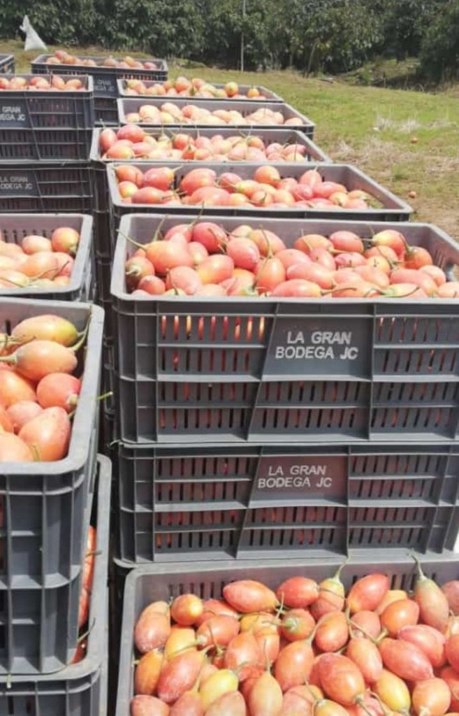 Tomate de árbol 1ra