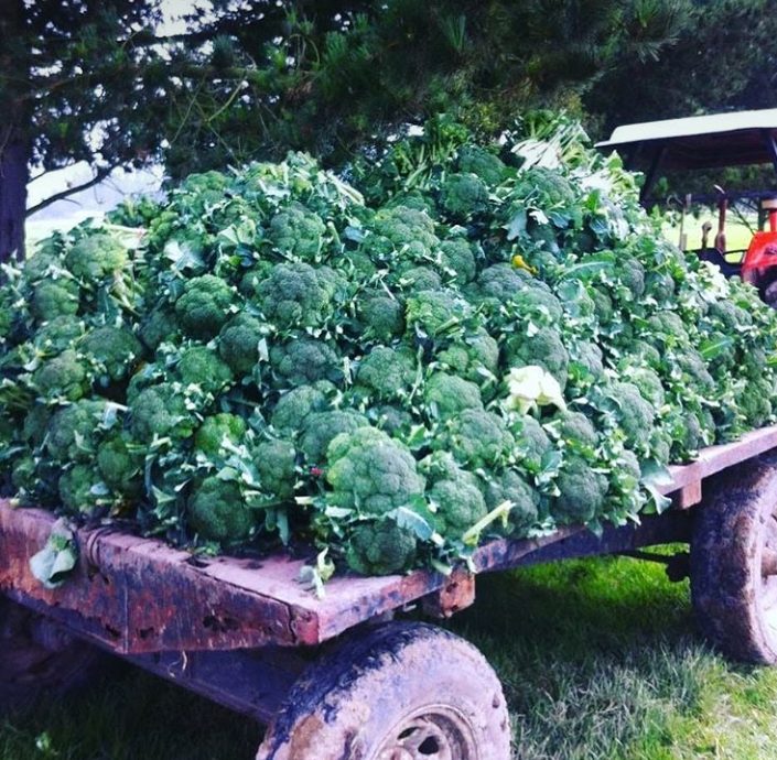 Brócoli