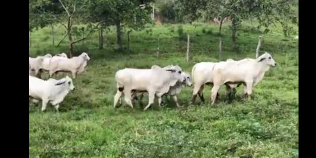 Machos Brahman Blanco sin Marca