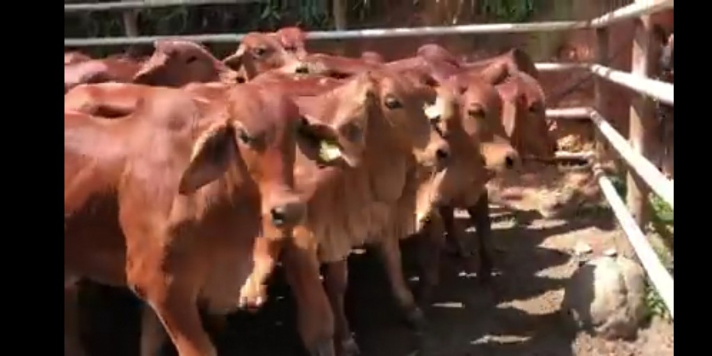 Novillos Brahman Rojo
