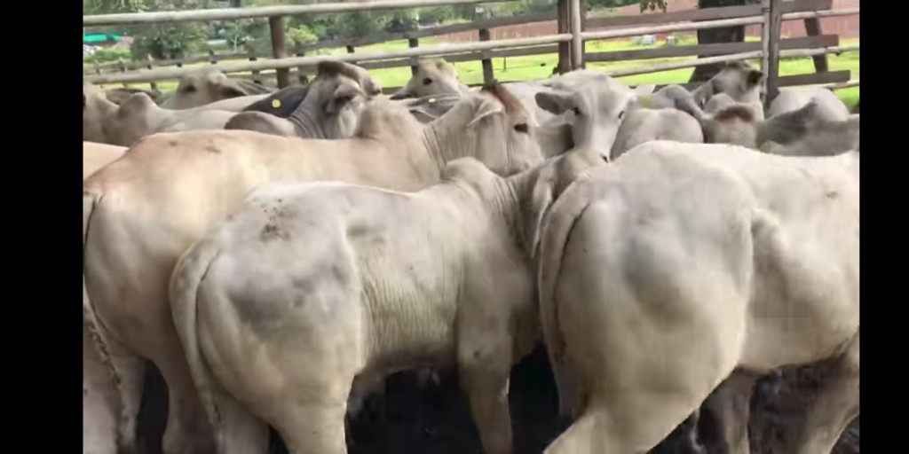 Novillos Brahman blanco
