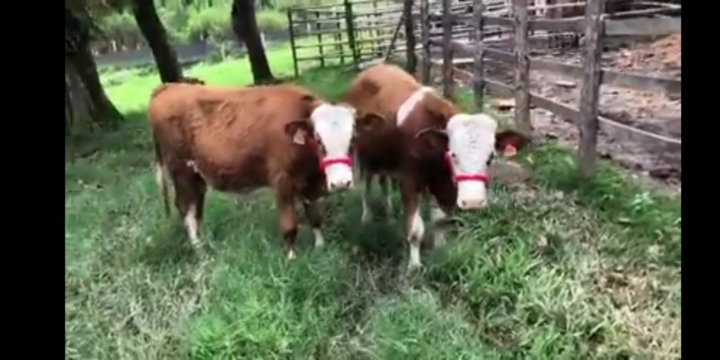 Toretes Simmental
