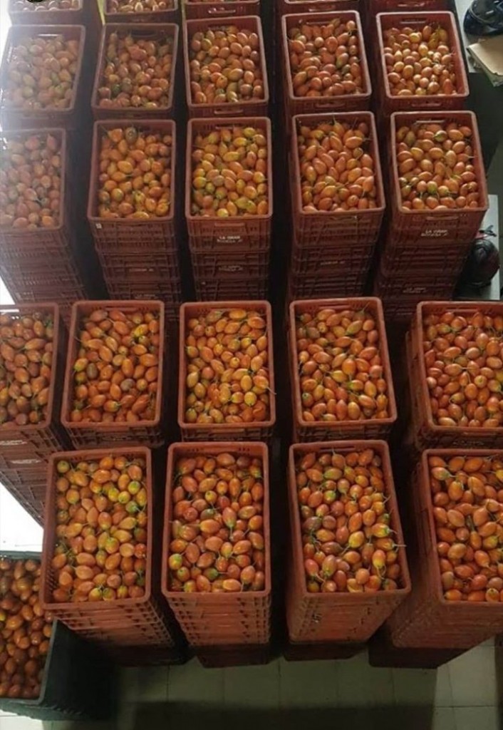 Tomate de árbol