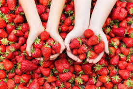 fresas frescas