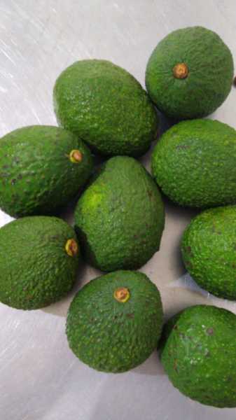 Venta de Aguacate Hass (Avocado) Orgánico para consumo nacional y comercio Exterior..