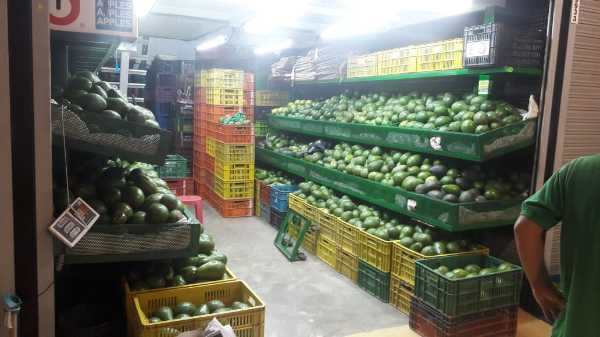 Aguacates semil, colín reed, choquette