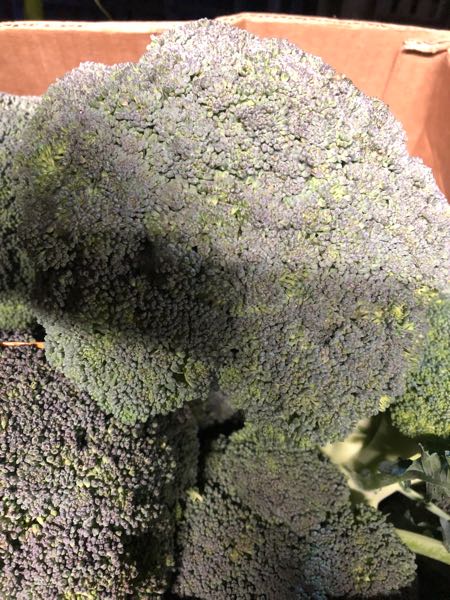 Brocoli x 10 kg