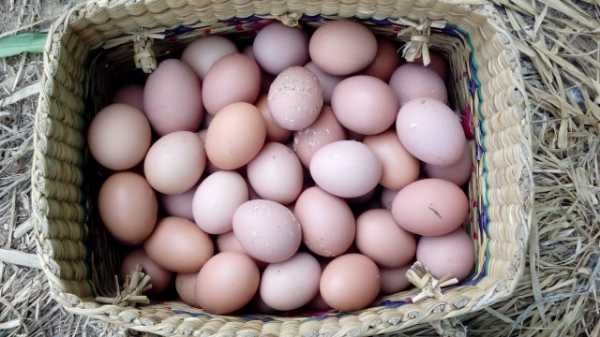 Huevos de gallina feliz provenientes de gallinas en pastoreo
