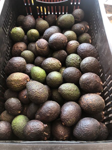 aguacate hass maduro
