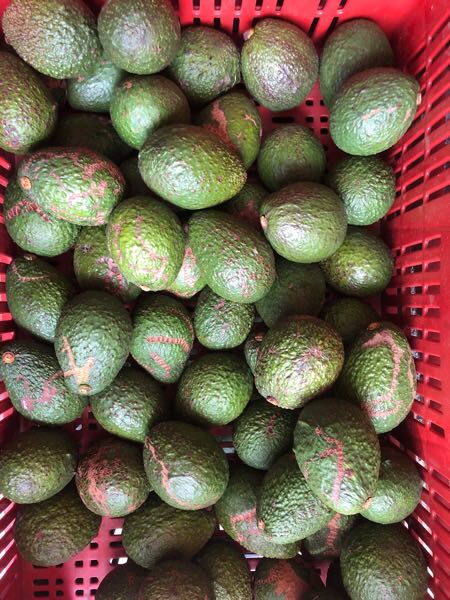 Aguacate hass verde segunda