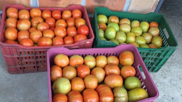 Tomate Larga Vida Extra