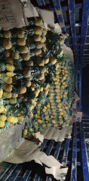 Piña Oro Milel