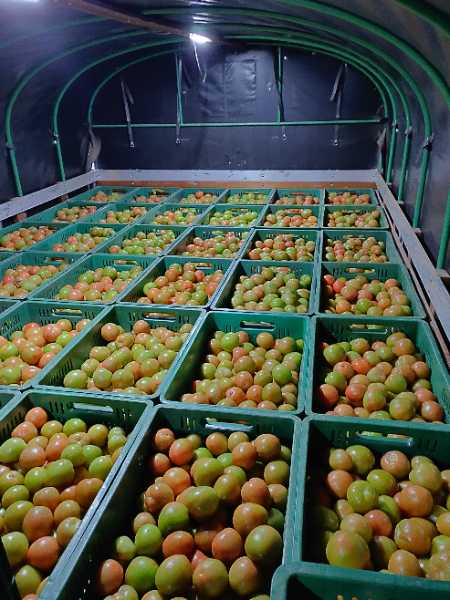 Tomate chonto aliño invernadero