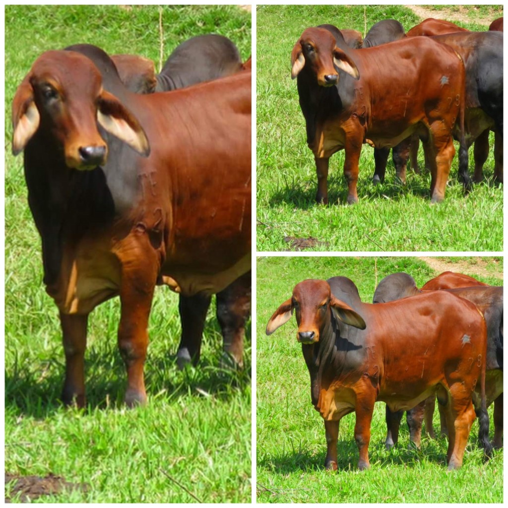 Torete Brahman Rojo con registro