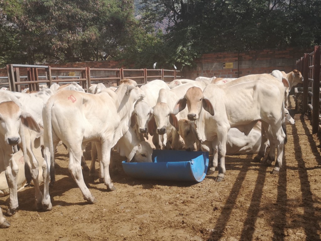 Machos Brahman blanco comercial