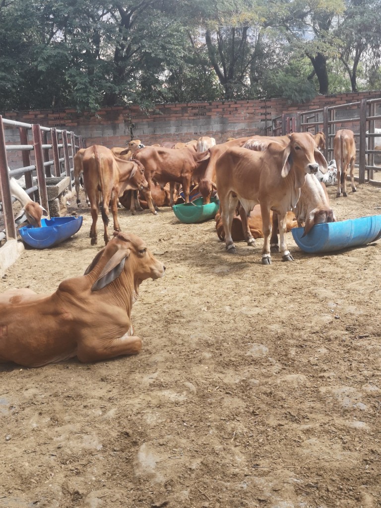 Terneros  Brahman Rojo