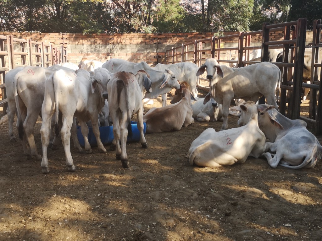 Hembras de Levante Brahman blanco comercial
