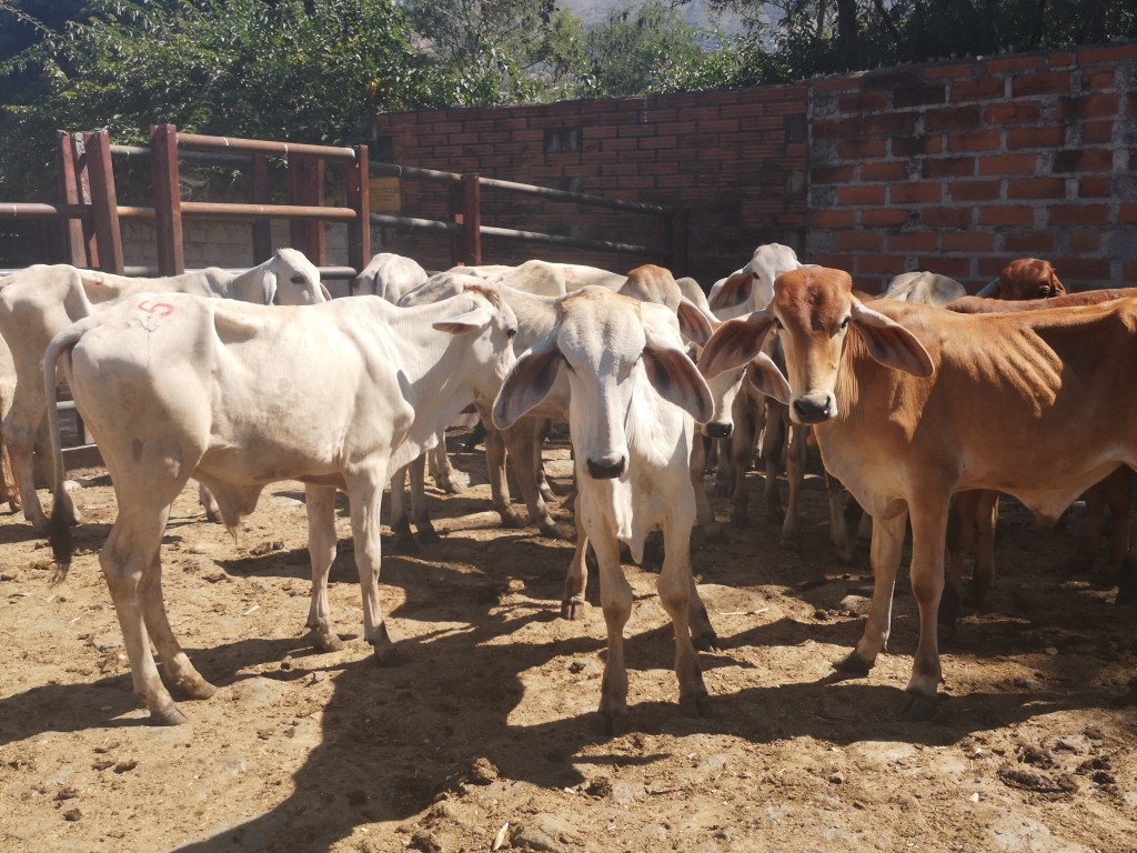 Machos de Levante