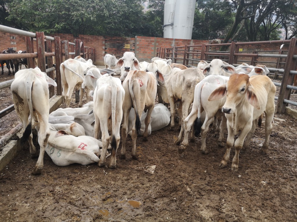 Machos de Levante Brahman blanco