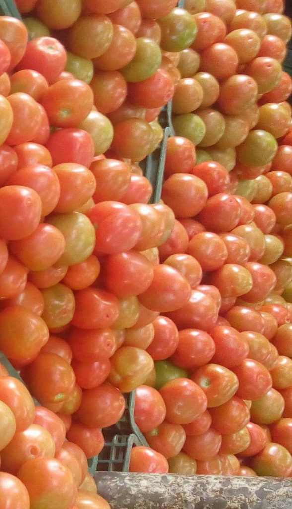 Tómate chonto selecto