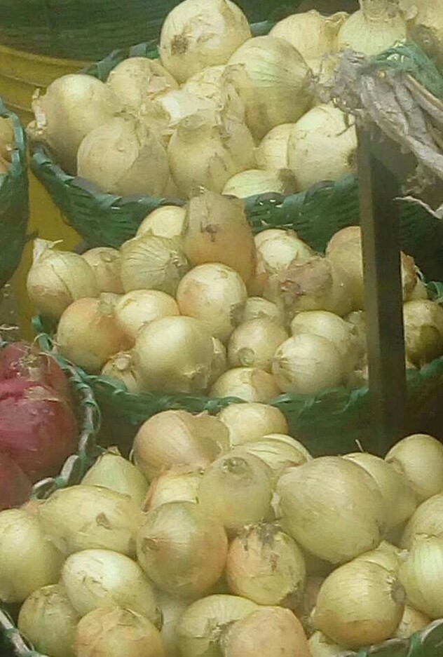 Cebolla cabezona fina