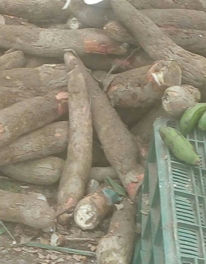 Yuca