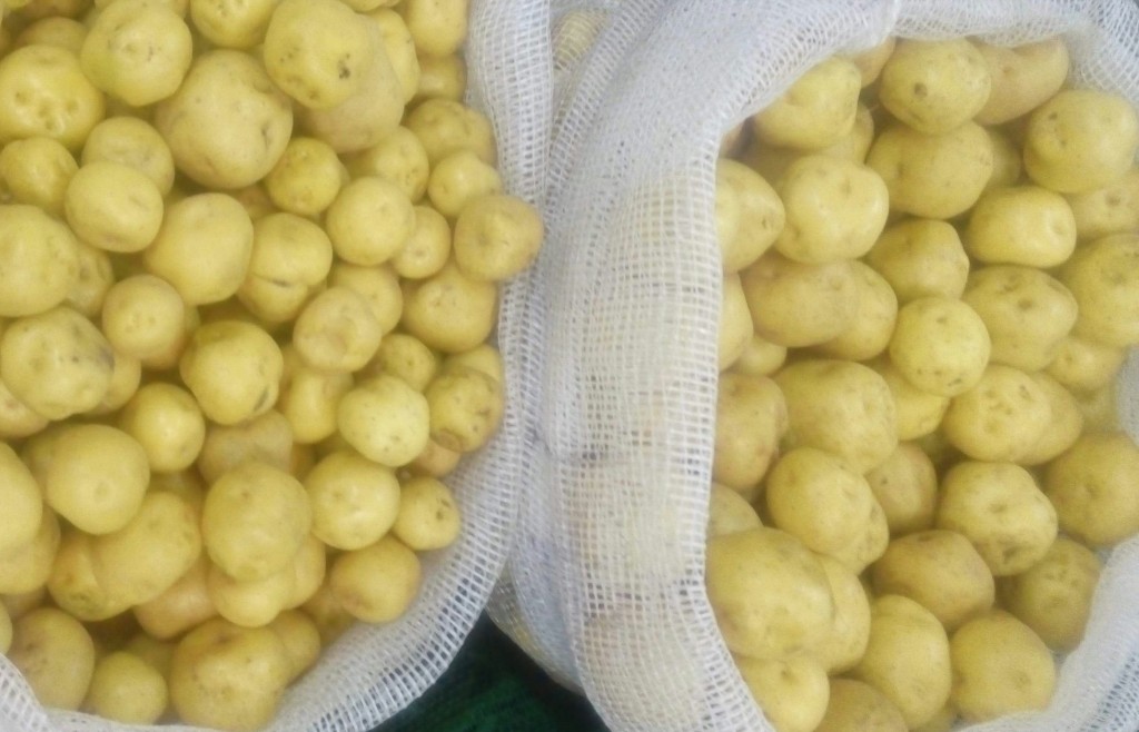 Papa criolla gruesa