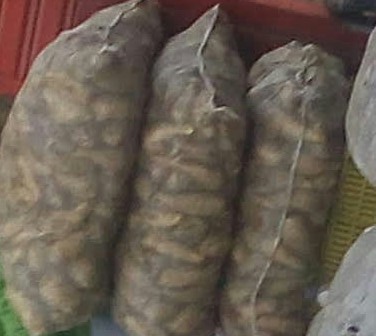 Arracacha