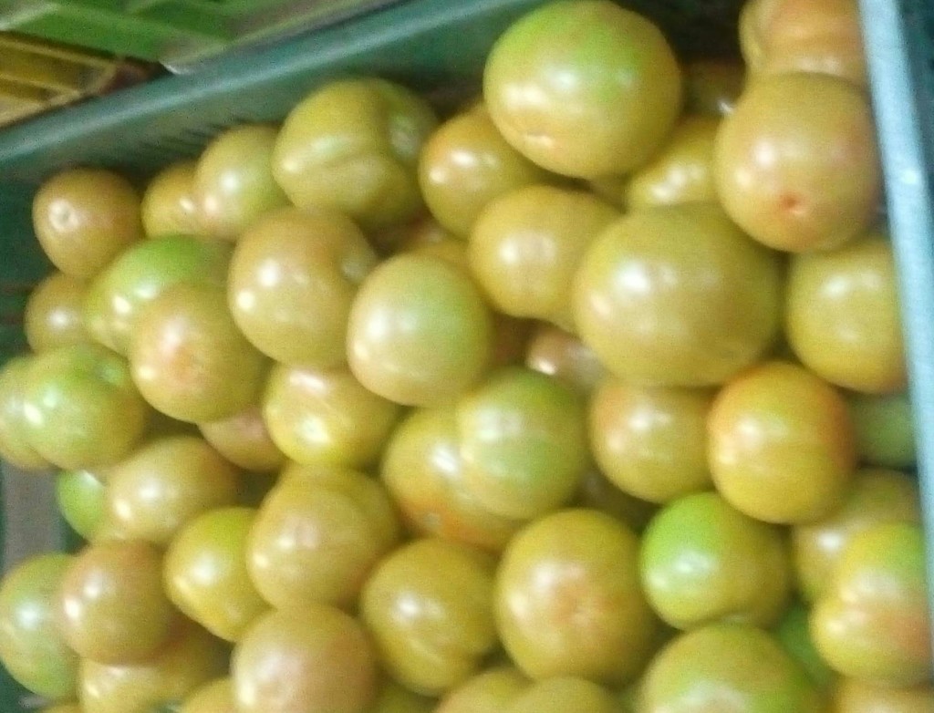 Tomate chonto selecto