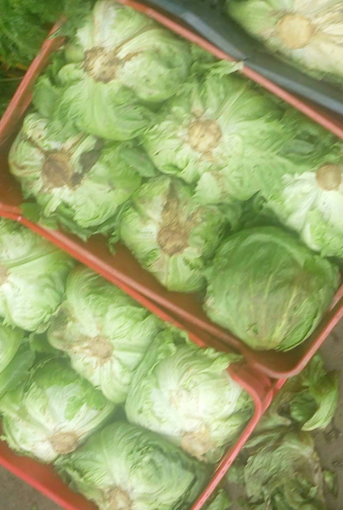 Lechuga Batavia