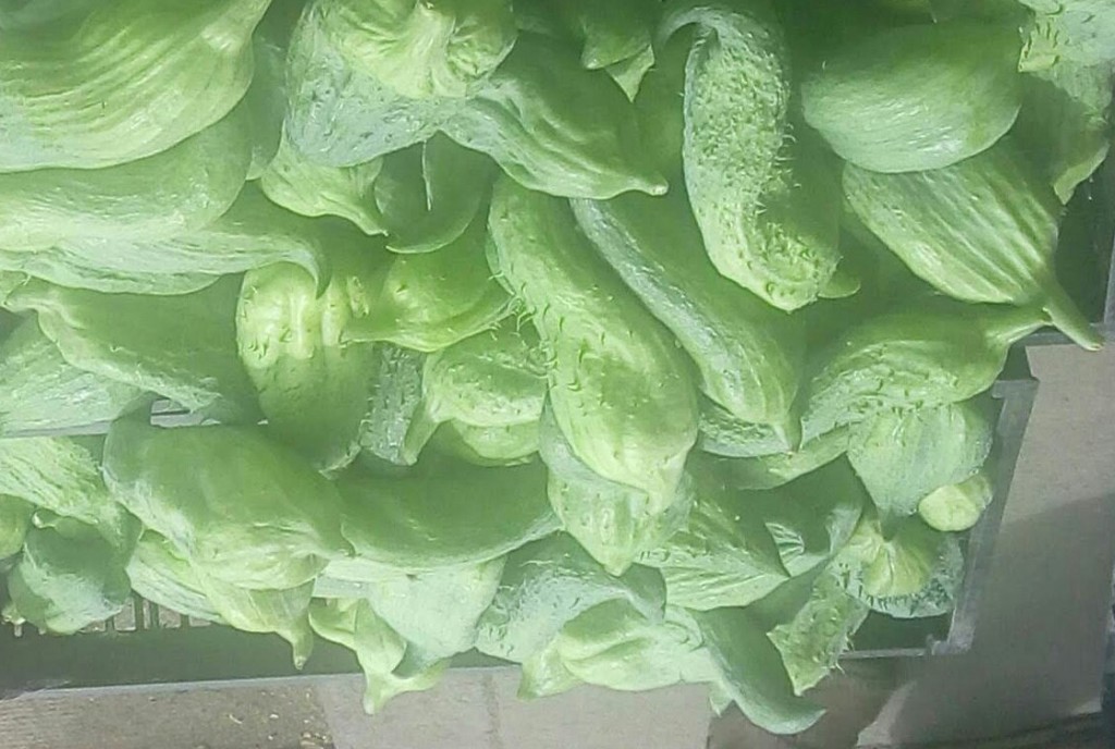 Pepino para guiso