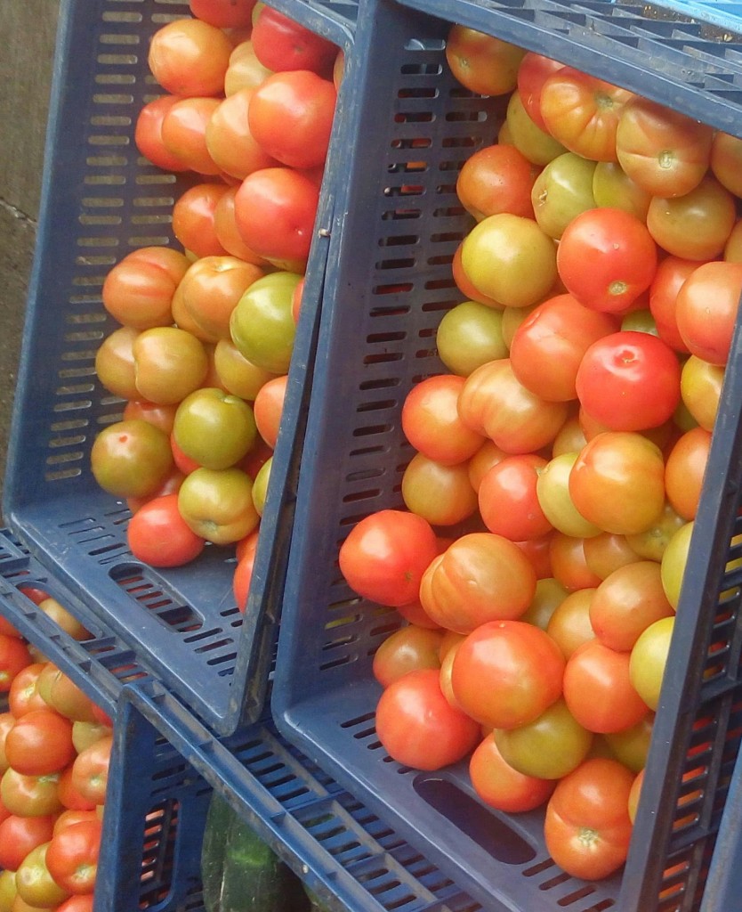 Tomate chonto