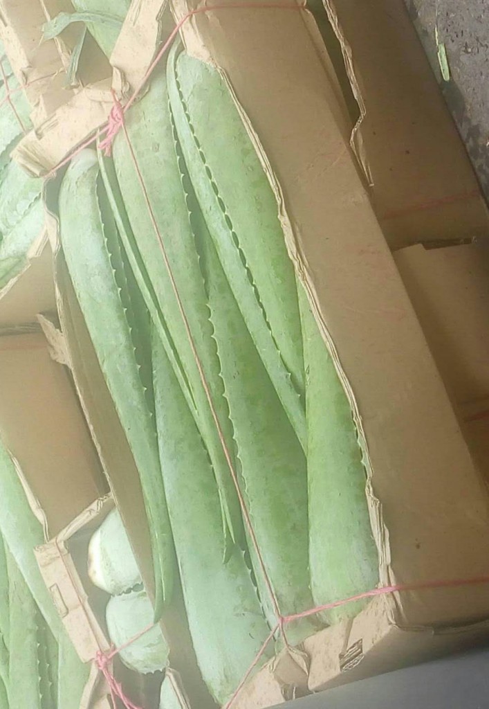 Pencas de sábila