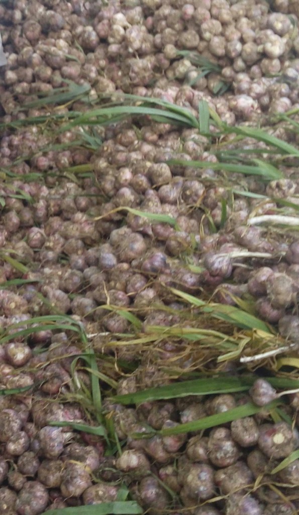 Ajó en rama