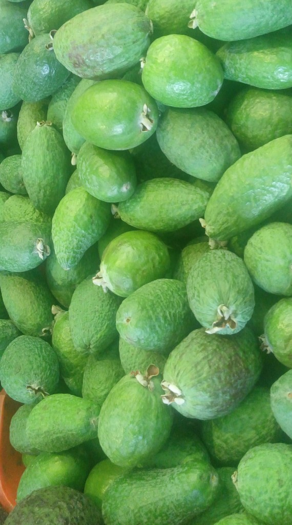 Feijoa