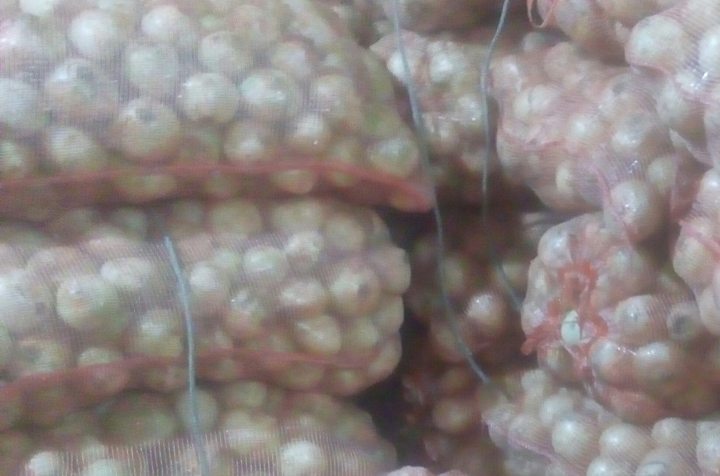 Cebolla cabezona fina
