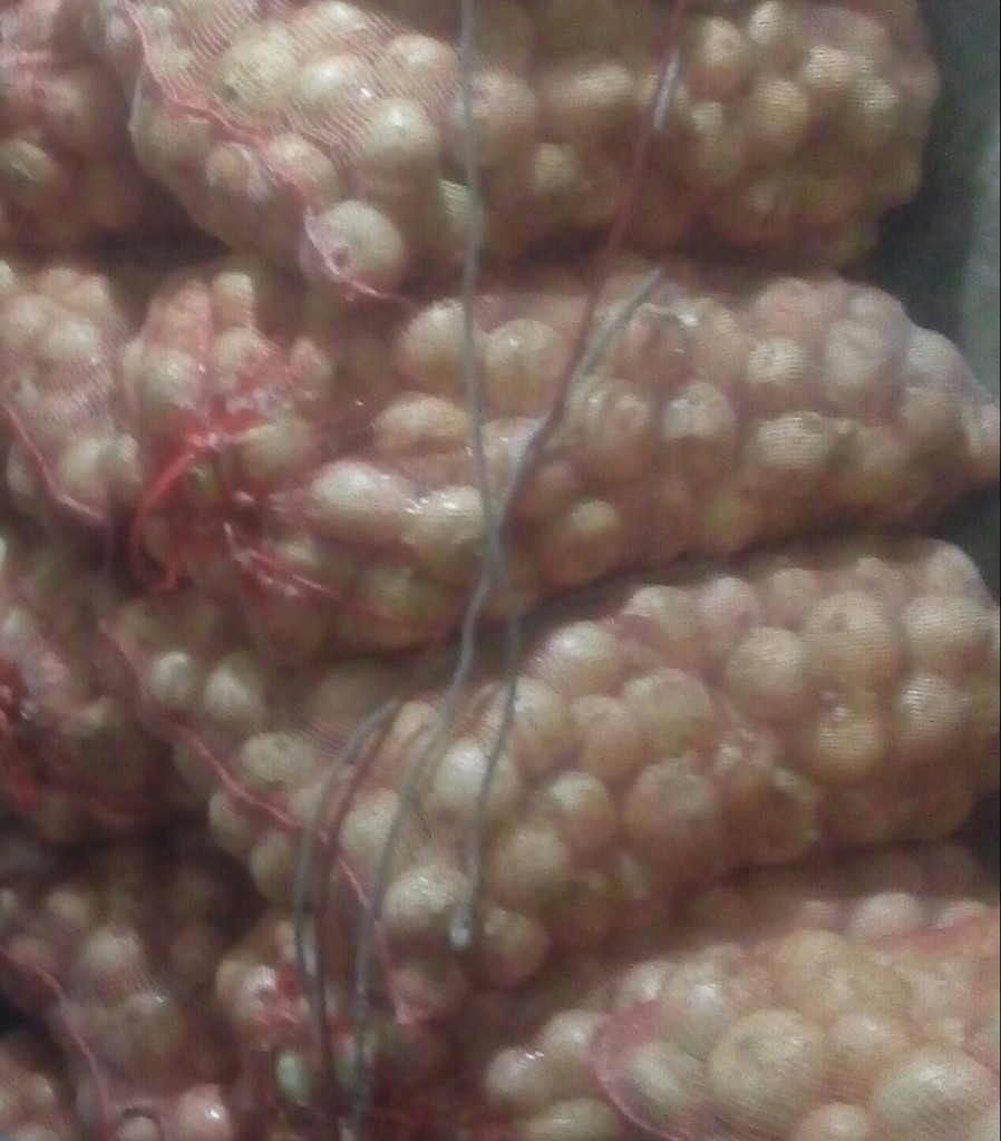 Cebolla cabezona gruesa