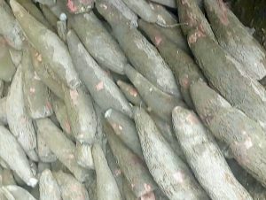 Yuca